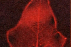 Kirlian photograph Kirlian 5
