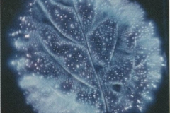 Kirlian photograph Kirlian 6
