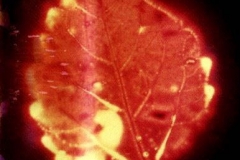 Kirlian photograph Kirlian 7
