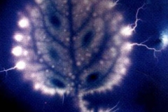Kirlian photograph Kirlian 8