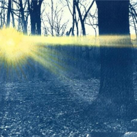 Cyanotype-Forest-Rays