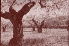 Salt print Cherry blossom