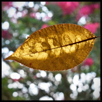 Chlorophyll-backlighting-Chokeberry