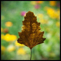 Chlorophyll-backlighting-Lambs-Quarter
