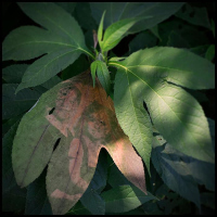 Chlorophyll-frontlighting-Ragwort
