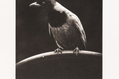 Platinum palladium BlackBirds#4