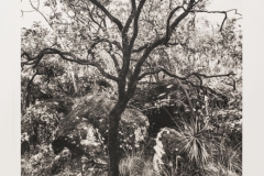 Platinum palladium Cerrado Tree