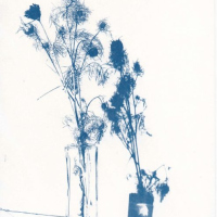 Cyanotypie-withered-flower-with-shadow