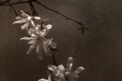 Albumen print 06 Stars