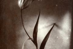 Albumen print 07 My Heart of Glass 1