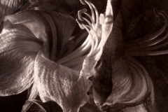 Albumen print 10 Amaryllis