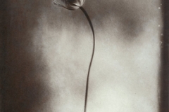 Albumen print 11 My Heart of Glass 3