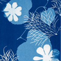 Cyanotype-Apricot-Cosmo-Multi-Exposure-11x7.5-c-Marion-Sidebottom