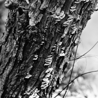 Silver-gelatin-4x5-film-Changes