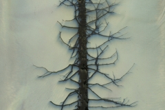 Chromoskedasic sabattier Tree