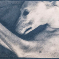 Cyanotype-The-Whippet