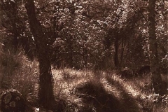 Argyrotype Glade, Stanton in the Peak