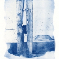 Cyanotype Trapped
