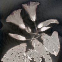 Lumen print Convolvulus