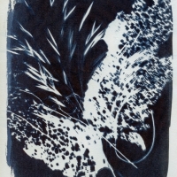 Photogram Lacey 2