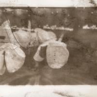 Anthotype Revelation