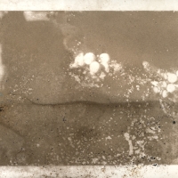 Anthotype Tears