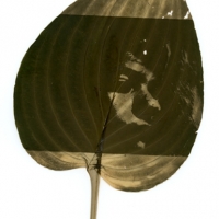 Chlorophyll Dark moving
