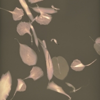 Lumen Words