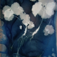 Cyanotype Alchemilla Mollis