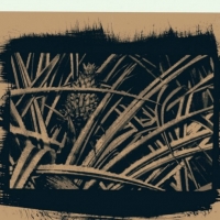 Lumen print I'm here