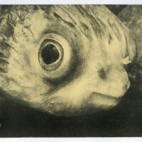Chine-Colle-Porcupine-Fish