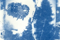 Cyanotype Untitled 11