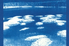 Cyanotype Untitled 6