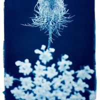 Cyanotype-Evolve1