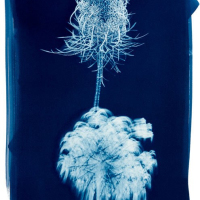 Cyanotype-Evolve2