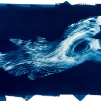 Cyanotype-Fluid