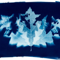 Cyanotype-Reflect