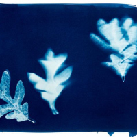 Cyanotype-Release