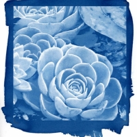 Cyanotype UPO