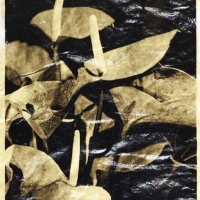 Palladium Anthuriums