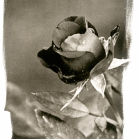Platinum and palladium Dark Beauty
