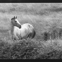 Platinum and palladium In High Grass