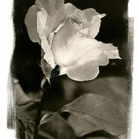 Platinum and palladium Serenity