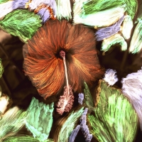 Painted-Negative_Untitled_1