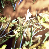 Painted-Negative_Untitled_3