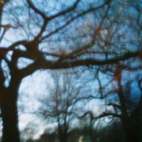Pinhole Tree Tops