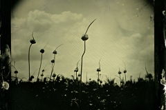 Wetplate collodion Scapes