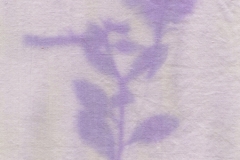 Anthotype Tygantho