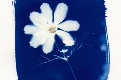 Cyanotype Cyantho