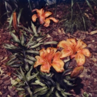 Polaroid SX-70 Tiger Lilies